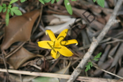 Curculigo orchioides